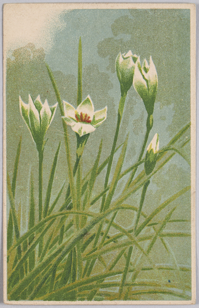 作品画像:植物 絵葉書 サフラン