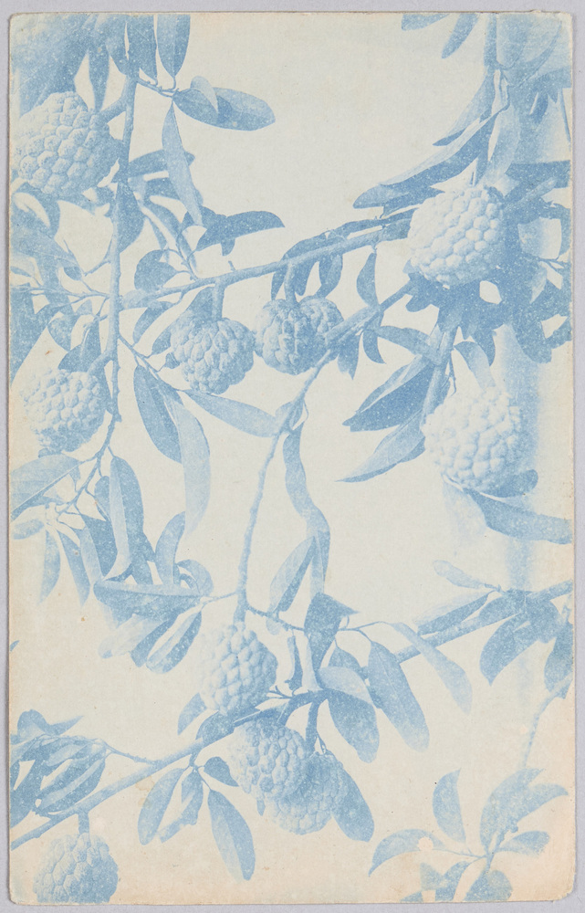 作品画像:植物 絵葉書 木枝と果実