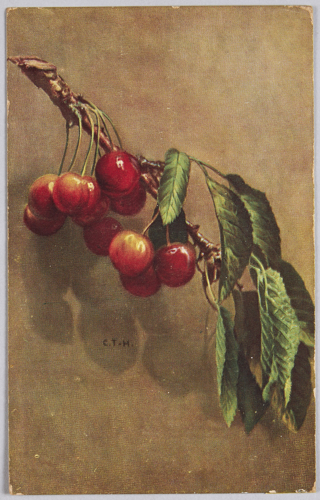 作品画像：植物　絵葉書　桜桃
