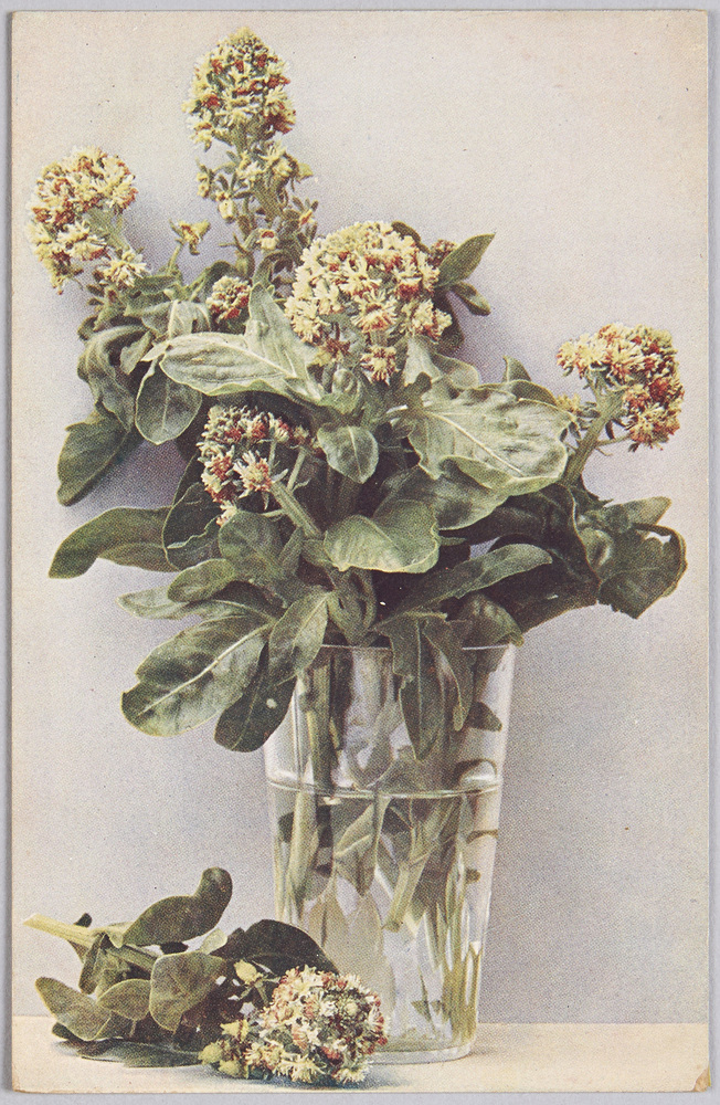 作品画像:植物 絵葉書 草花