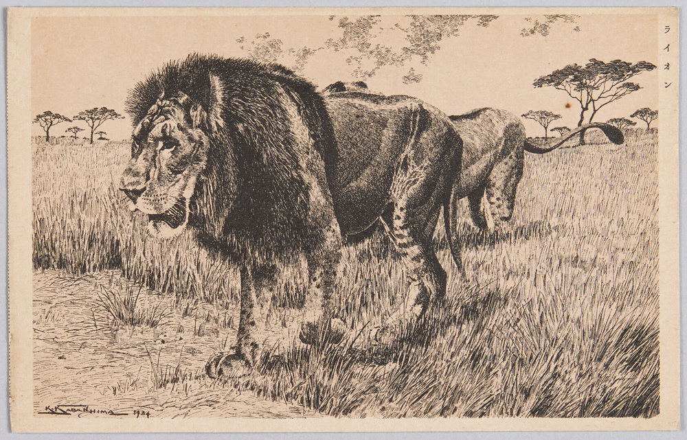 作品画像:動物絵葉書 ライオン 少年倶楽部附録樺島ペン画アルバム