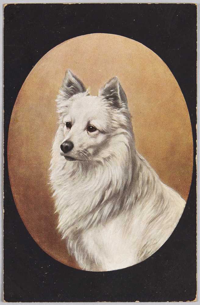 作品画像:動物絵葉書 白い犬