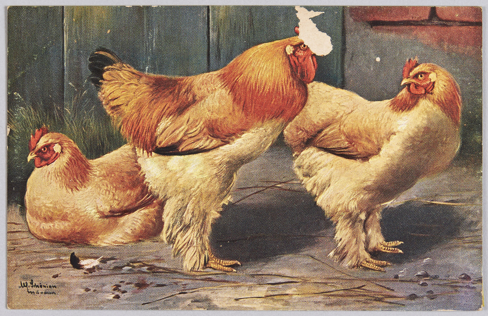 作品画像:動物絵葉書 鶏