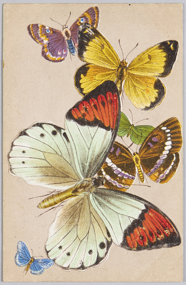 作品画像:動物絵葉書 蛾 蝶