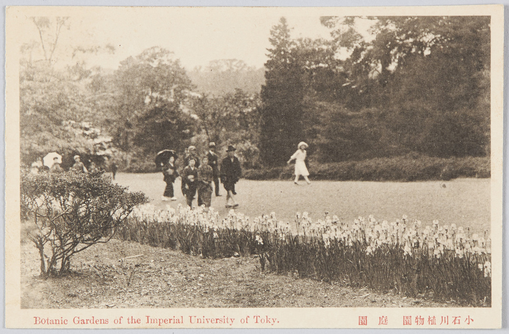 作品画像:小石川植物園 庭園