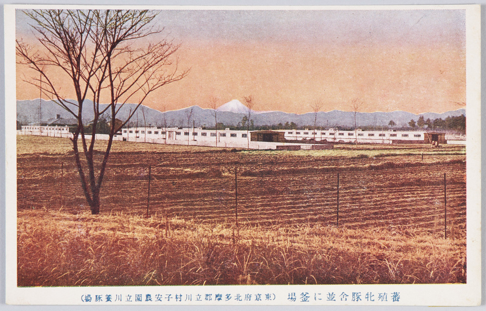作品画像：蕃殖牝豚舎並に釜場(東京府北多摩郡立川村子安農園立川養豚場)