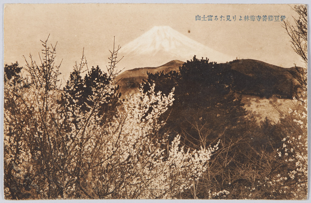 作品画像:伊豆修善寺梅林より見たる富士山