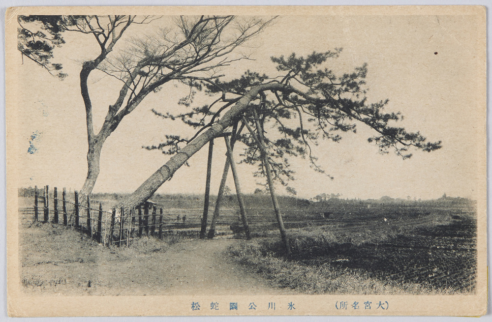 作品画像：(大宮名所)氷川公園蛇松