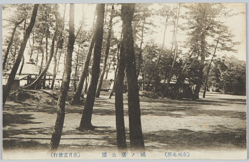 作品画像:(市川名所)鴻ノ台公園