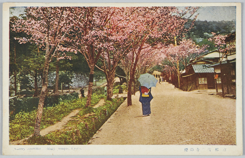 作品画像:京都高台寺の桜