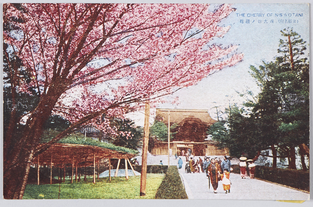 作品画像:(京都名所)西大谷ノ桜花