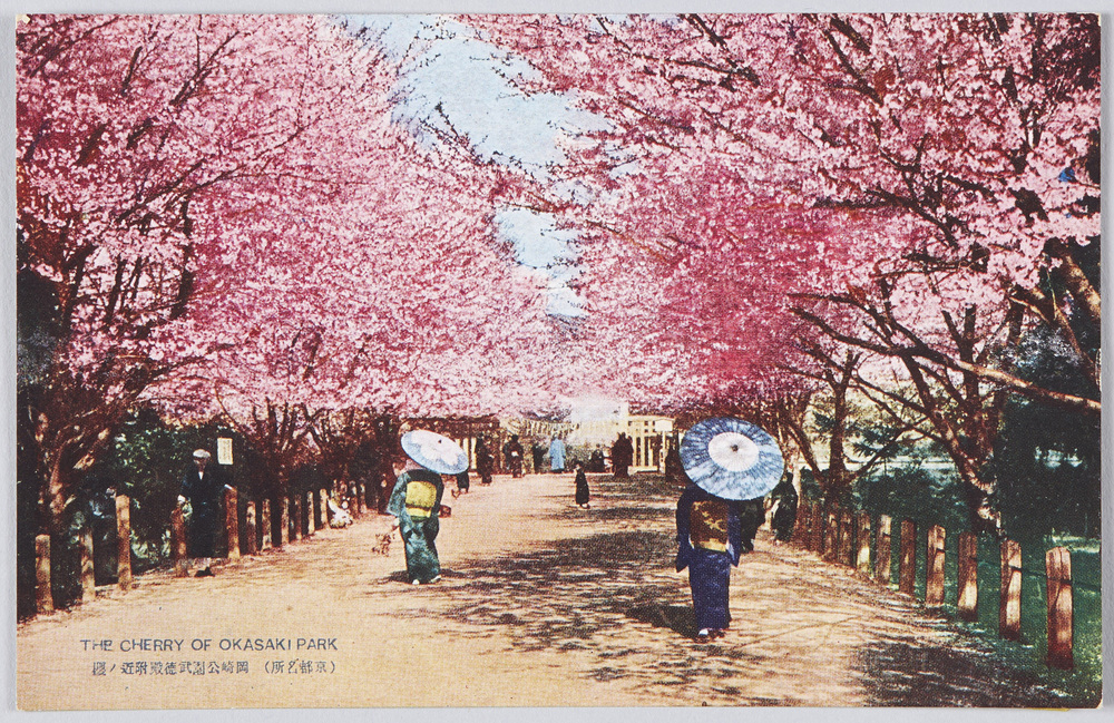 作品画像：(京都名所)岡崎公園武徳殿付近ノ桜