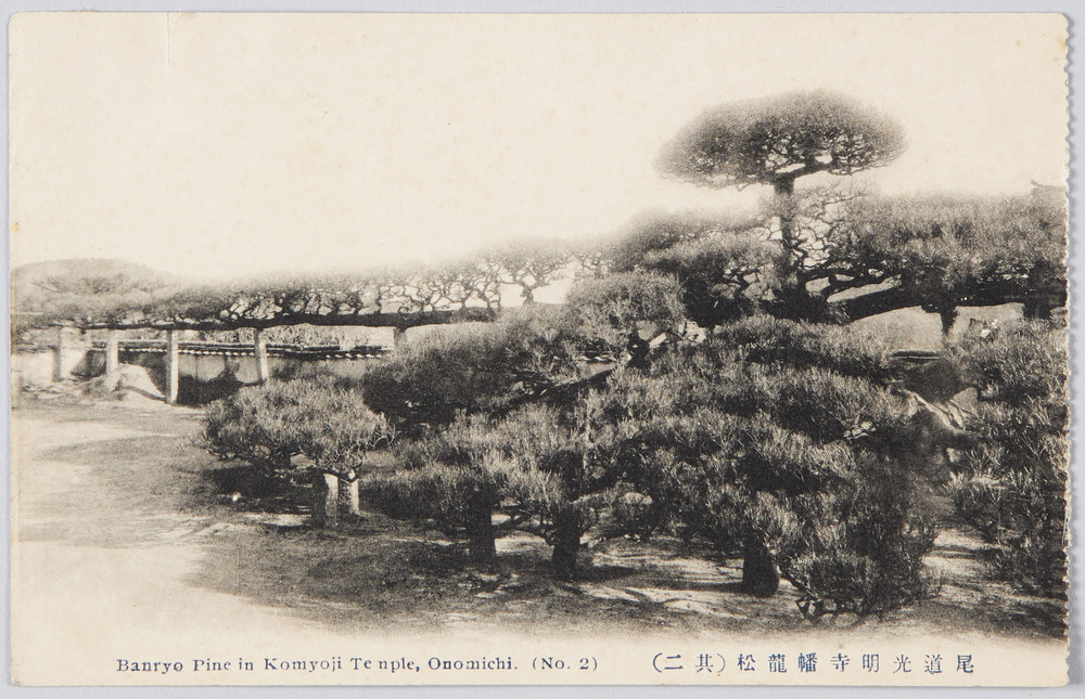 作品画像:尾道光明寺幡龍松(其二)