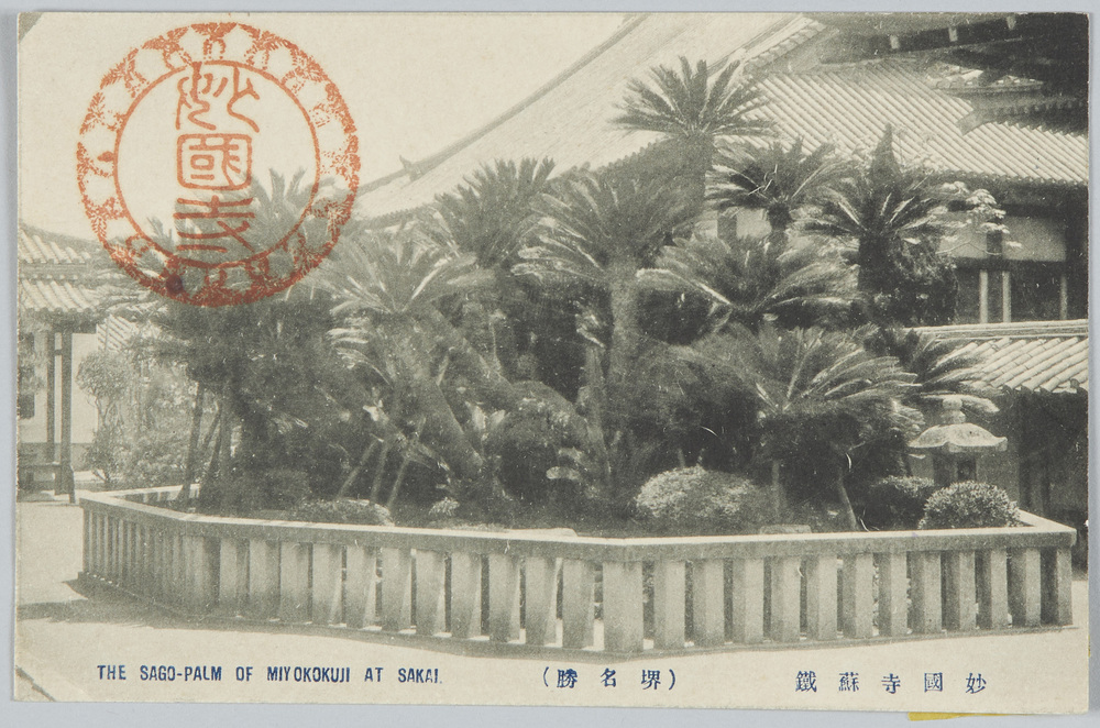 作品画像:妙国寺蘇鉄(堺名勝)