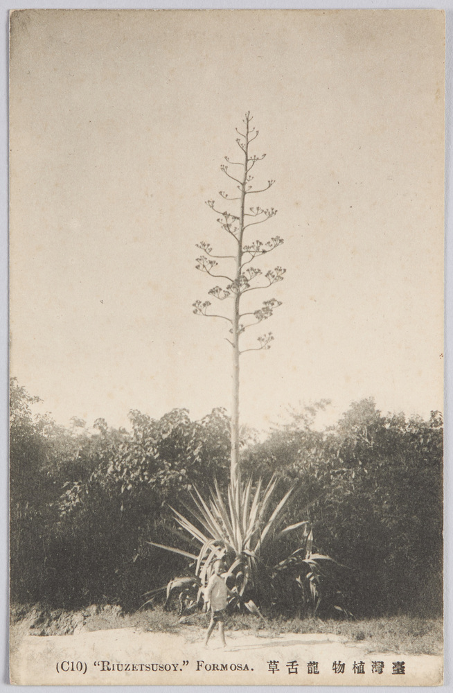 作品画像:台湾植物 龍舌草