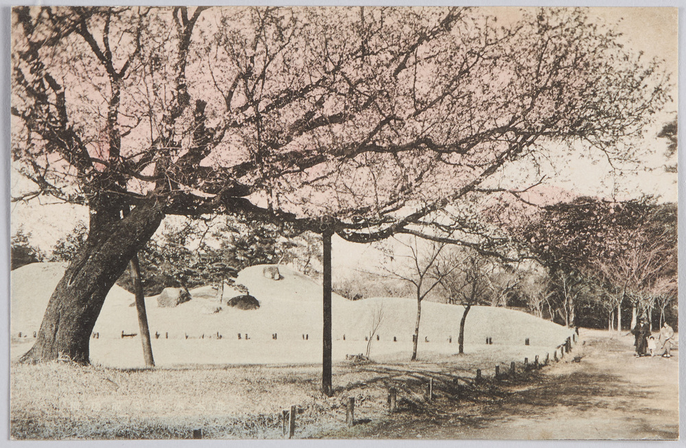 作品画像：公園の桜