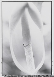 作品画像:クワズイモの花と虫