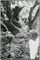 作品画像: