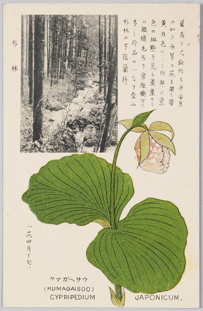 作品画像:クマガヘサウ 蘭花(花四月下旬)