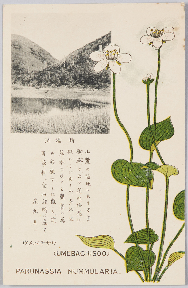 作品画像:ウメバチサウ(花九月)