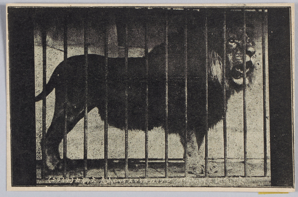 作品画像:東洋無比 矢野動物館 アフリカキリマヌヂャロ山産 大獅々(ライオン)
