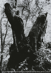 作品画像: