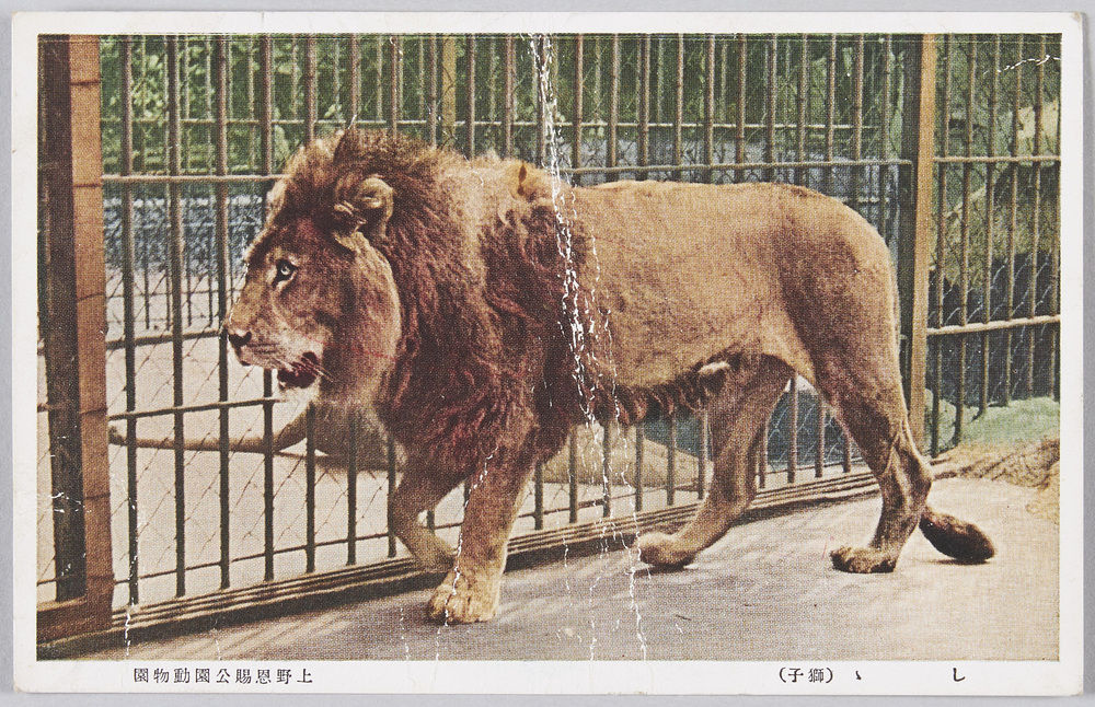 作品画像:上野恩賜公園動物園