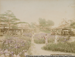 作品画像:東京 堀切菖蒲園