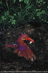 作品画像:アカショウビン
