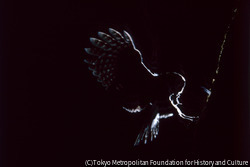獲物を運ぶ親鳥