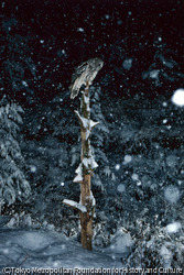 フクロウと雪