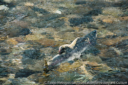 #13 Salmon, Kunashiri Island