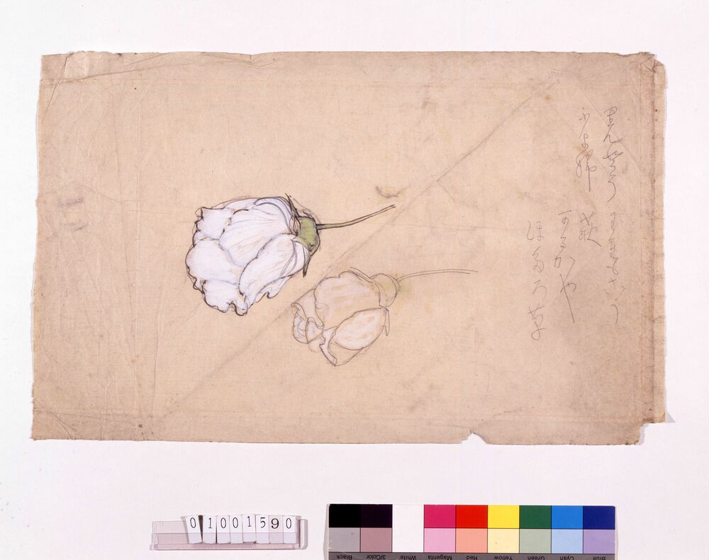 作品画像：下絵 芙蓉