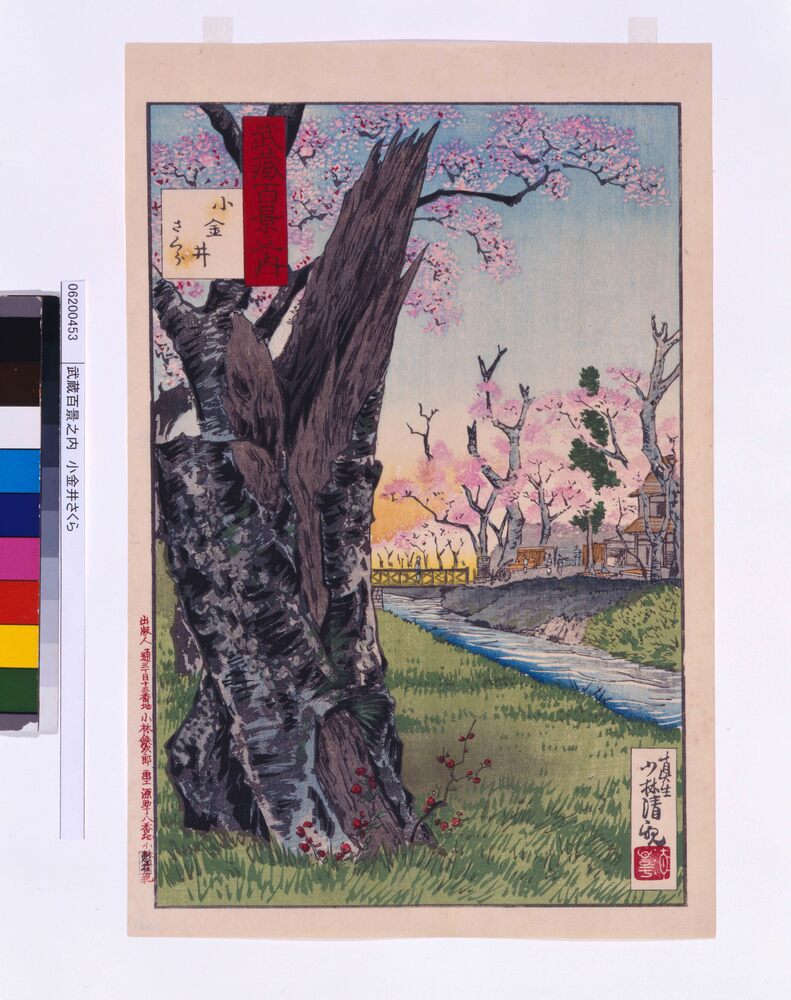 作品画像:武蔵百景之内 小金井さくら