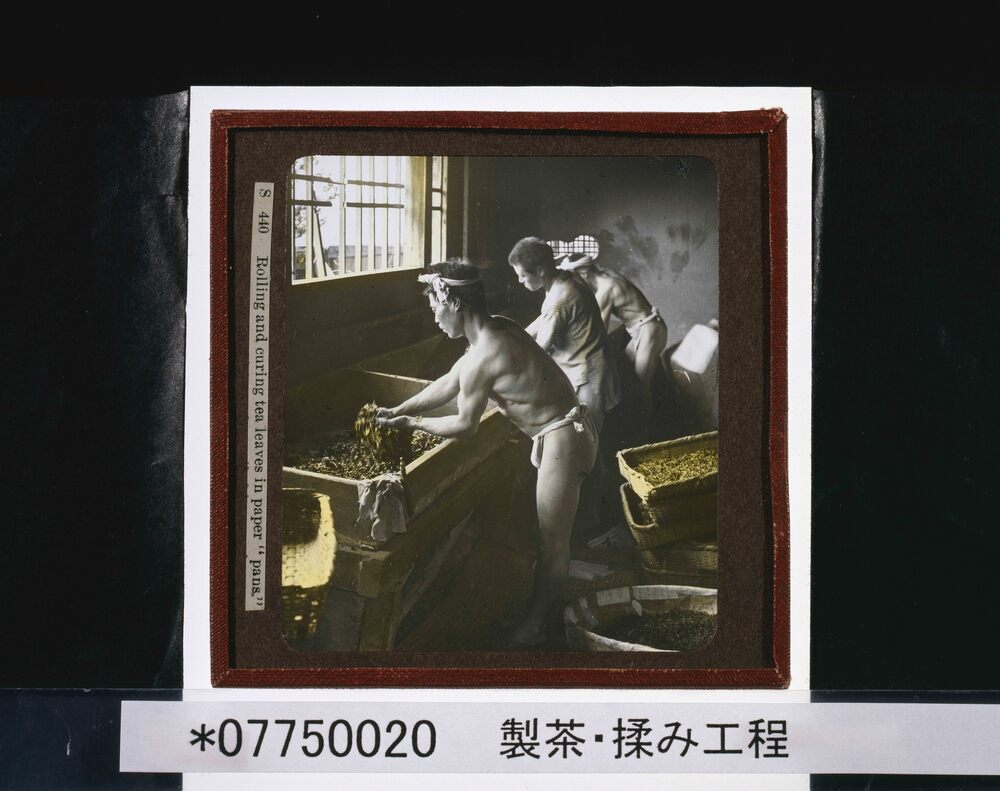作品画像:製茶・揉み工程
