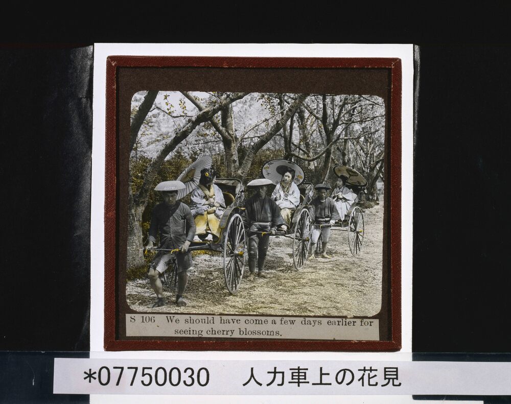 作品画像：人力車上の花見