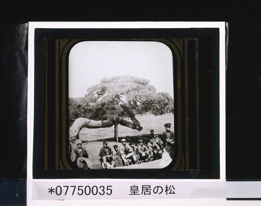 作品画像:皇居の松
