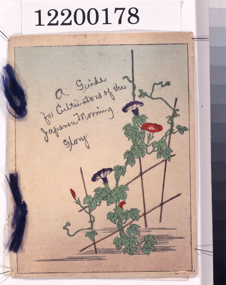 作品画像:日本朝顔栽培の手引き(A Guide for Cultivators of the Japanese Morning Glory)