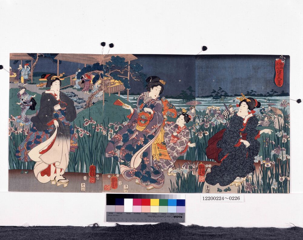 作品画像:堀切名花 江戸の花菖蒲