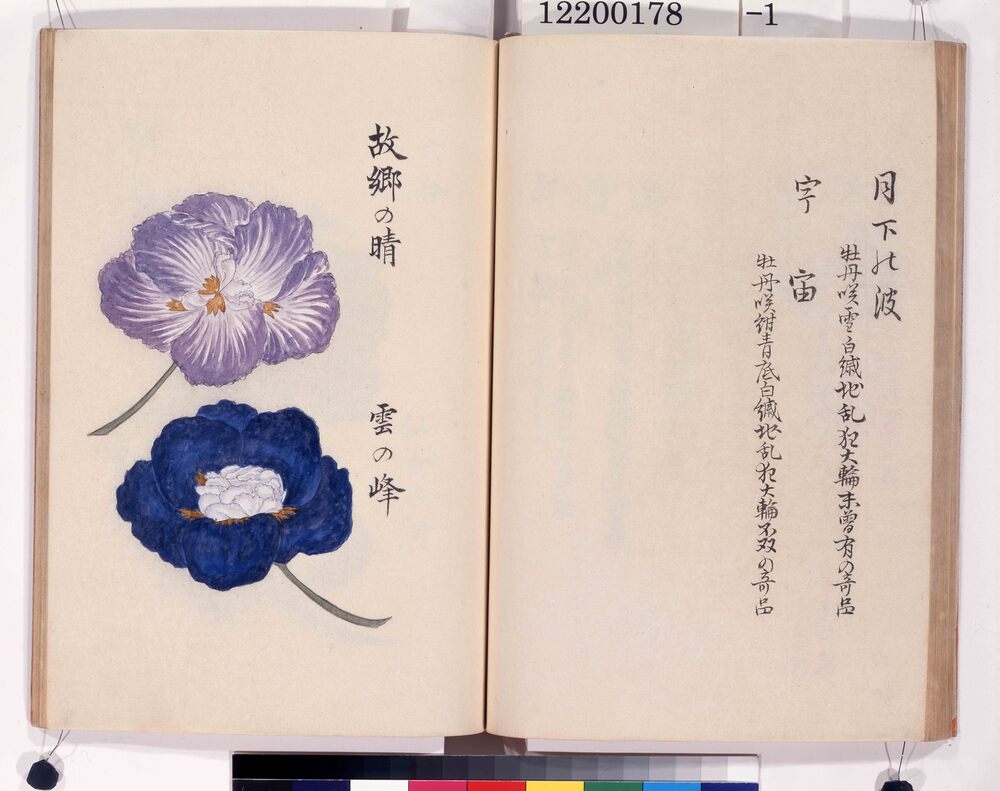 作品画像:花菖培養録 嘉永二年版草稿写