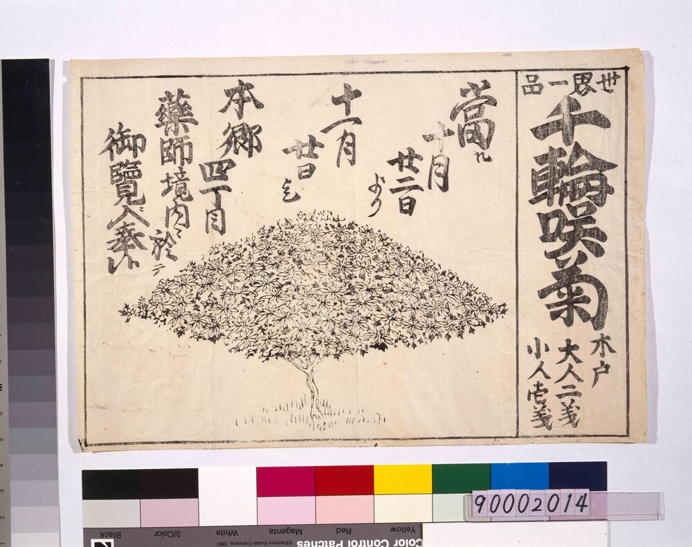 作品画像:本郷千輪咲菊引札