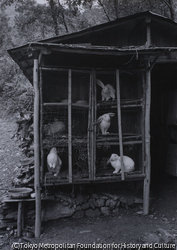 うさぎ小屋