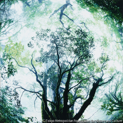作品画像:霧煙るヤマグルマの森