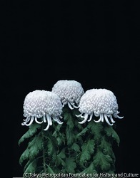 作品画像:菊