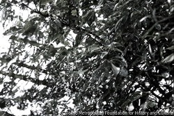 作品画像：the Seasons