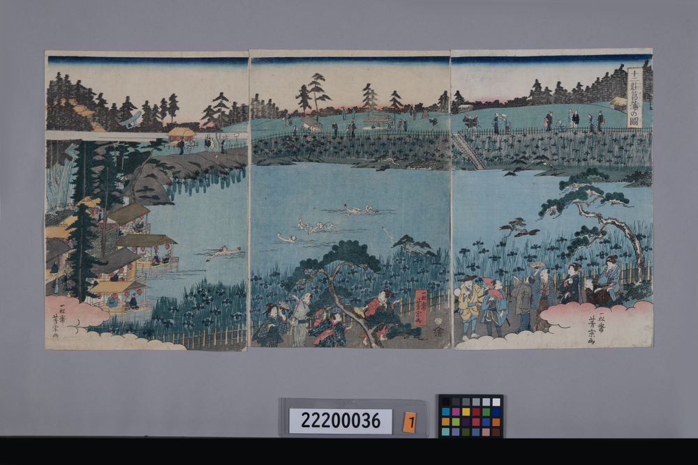 作品画像:十二荘菖蒲の図