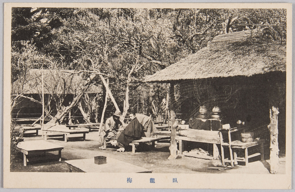 臥龍梅(茶屋前)