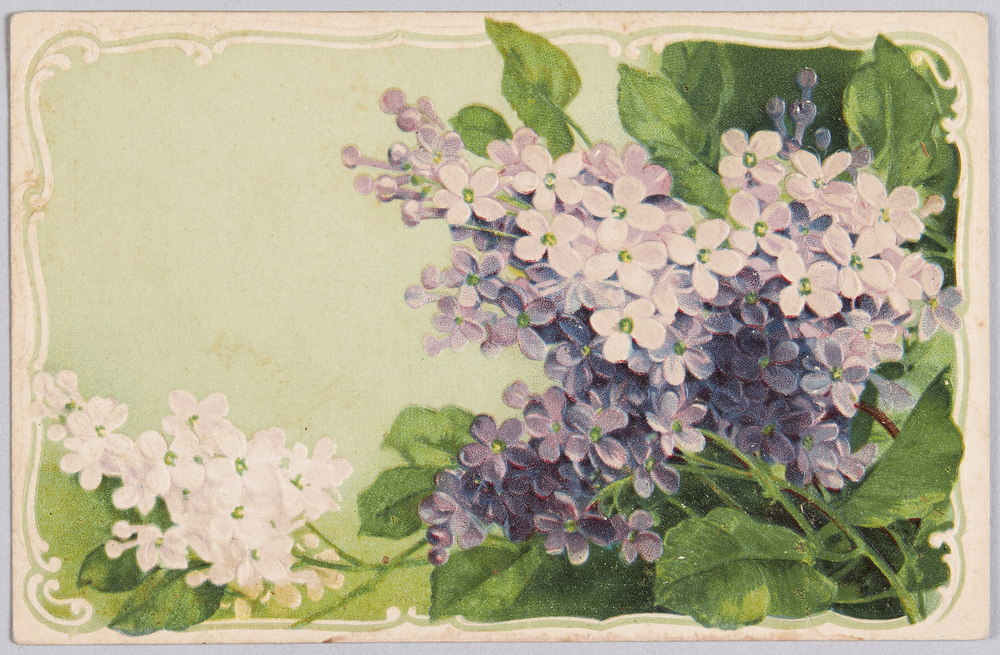 作品画像:植物 絵葉書 リラ