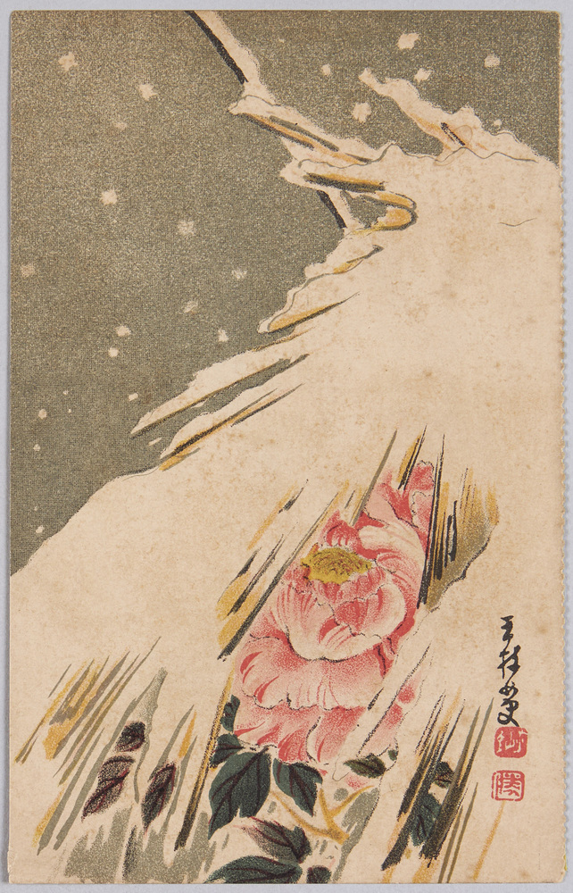 作品画像:植物 絵葉書 牡丹(雪囲い)