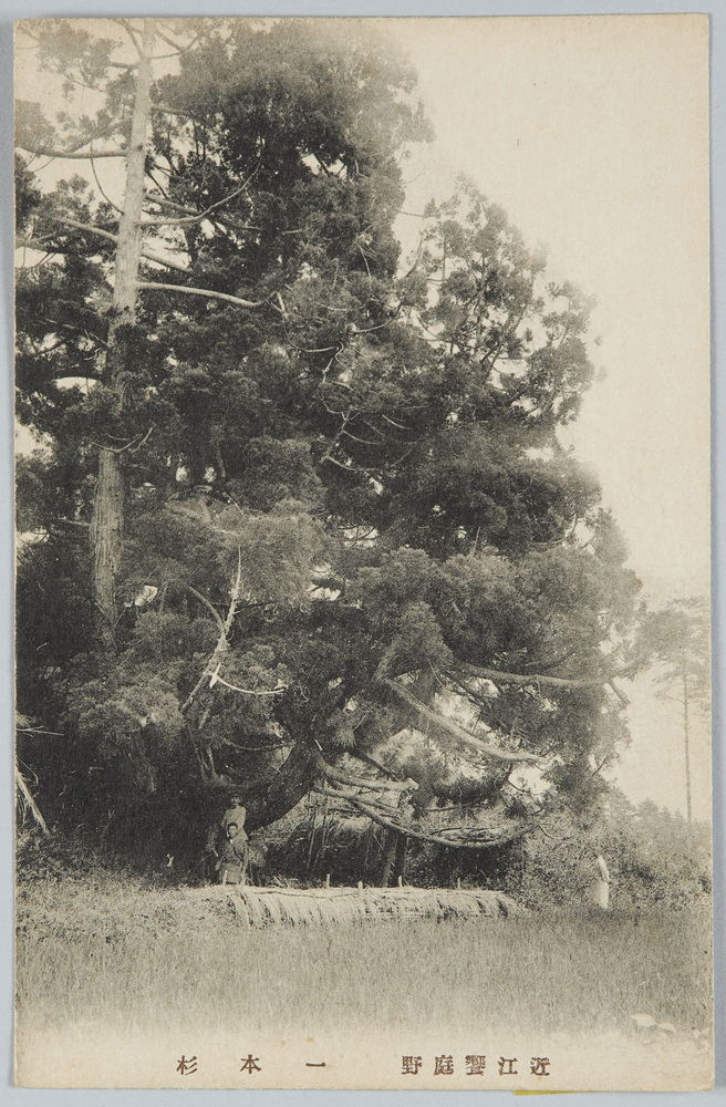 作品画像:近江饗庭野 一本杉